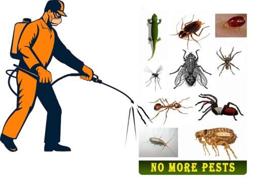 Understanding the Importance of Pest Control in North Lakes