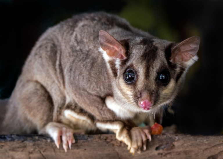Sugar Glider Price In India -2023 | Care Tips, Food, Health