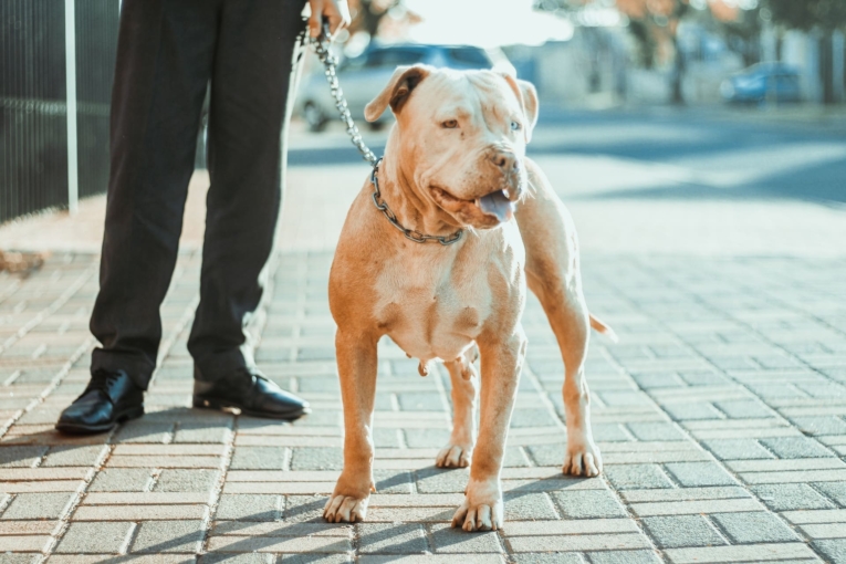 Pitbull Dog Price (Feb 2023)| Daily Cost, Care Tips, Food, and Facts