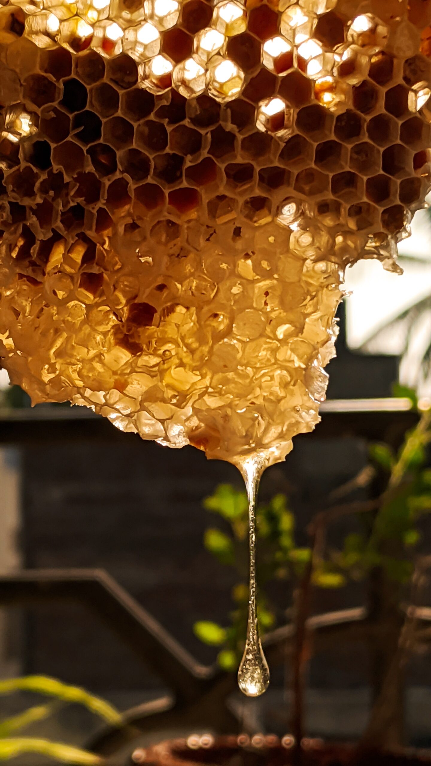 Kashmir White Honey: A Harmony of Flavors, A Symphony of Wellness