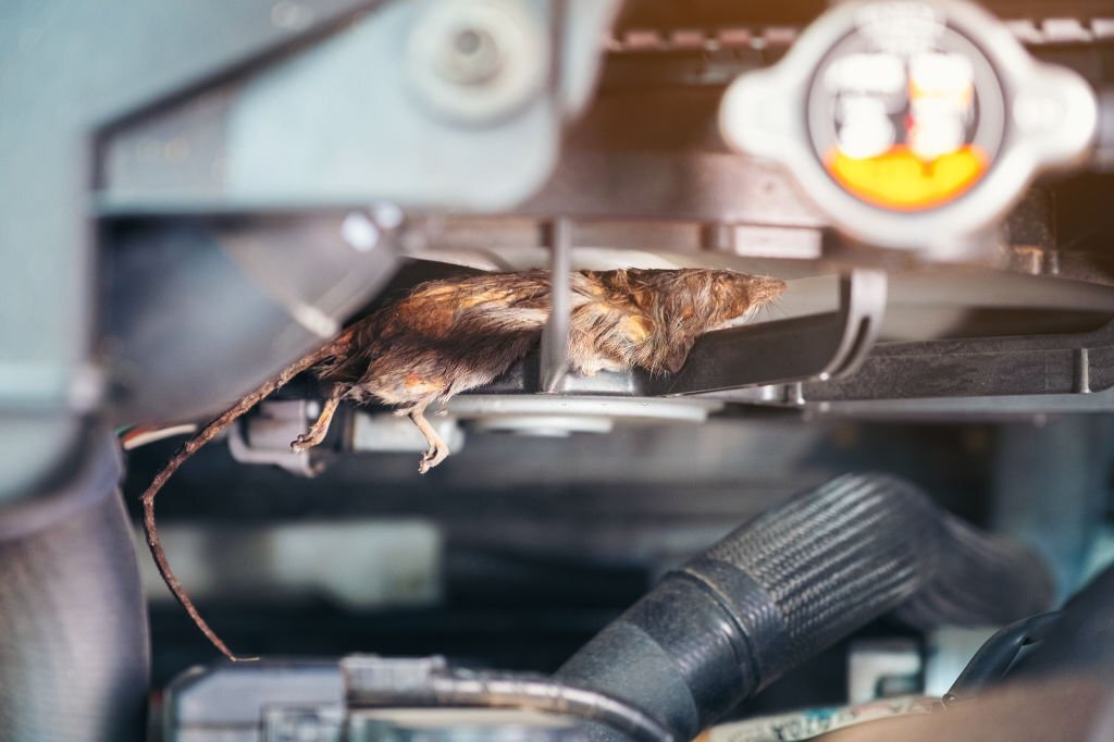 Know a Few Ways to Secure Your Car from Rats